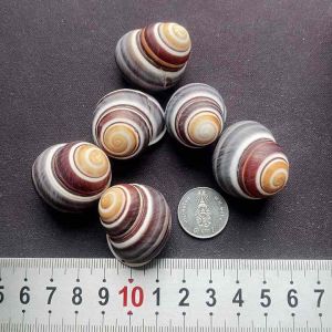 เปลือกหอยแสนน่ารัก LAND SNIAL SHELL เพื่อการสะสมและตกแต่ง 3-4cm