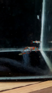 gpy red blackbar size xl harga Rp.16.000 untuk 6 ekor(3jantan3 betina)