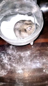 TOILET MANDI HAMSTER TRANSPARAN BAHAN AKRILIK MODEL KARAKTER