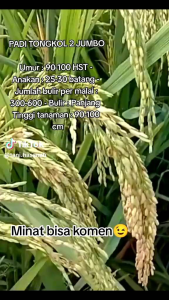 BENIH PADI T2 TONGKOL ORIGINAL 1KG