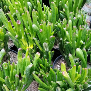 กุหลาบหลอด หูเชร็ค Crassula Ovata Gollum 4x8 นิ้ว น้ำเปล่า