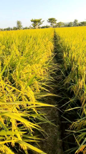 BENIH PADI MR 297 KUALITAS SUPER UNGGUL 1KG