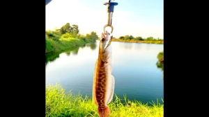 เหยื่อปลอม แซลมอน UL เหยื่อตกปลา กะพง ช่อน กระสูบ เหยื่อปลั๊ก Sinking minnow 51fs 4.2g. *มีกล่อง