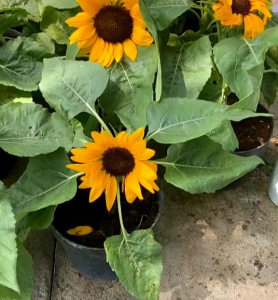 5 Butir Benih Bunga Matahari Sunpot