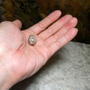 Aged Tibetan Xang Xung (Zhang Zhung) Vajra Da Luo Dzi full of red spots (with certificate free necklace cord) 西藏老矿象雄满朱砂金刚杵达洛天珠(带证书送项链绳)