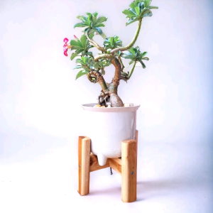 กระถางต้นไม้ 6นิ้ว มือสอง มีเครื่องสำอางที่วางกระถางต้นไม้ และที่วางต้นไม้