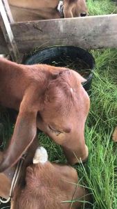 ไนท์คัดทำพันธุ์ตัดสดส่งทุกวัน ยินดีสี 10 กิโลกรัม ปลูกประสิทธิภาพ