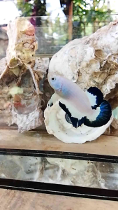 BLUE RIM / Grad A best Quality ++