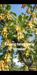 BIBIT KACANG POHON SUPER 🌱 Bisa Ditanam Di Pot Atau Dipekarangan & Kacang ini Bisa Dimakan.Silakan Diorder Tanaman ini Buat Hiasan Rumah Juga Bisa Karna Tanaman ini Langkah Ya