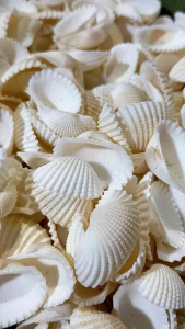 Bahan Kerajinan Alami: Cangkang Kerang Dara & 100 Gr