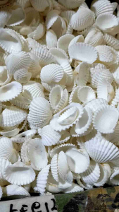 Cangkang Kerang Hias: Dara Kecil, 100 Gr & Jogja