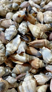 Cangkang Kerang Hias: Kerang Lambe & Cangkang Kerang Jogja