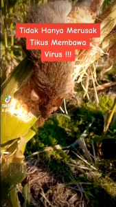 Hitrat 100gram Racun Tikus untuk mengatasi Hama tikus yang tak terkendali