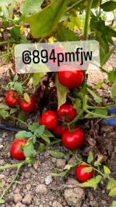 เมล็ดมะเขือเทศพันธุ์แอปเปิล 200 รสหวานอมเปรี้ยว บรรจุ สีแดง ลูกใหญ่ สีเขียว เมล็ด - ศึกษาวิธีการเพาะได้ในรายละเอียดสินค้า