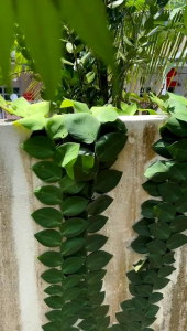 Rhaphidophora korthalii cutting keratan tumbuhan panjat dinding 爬墙绿叶支条