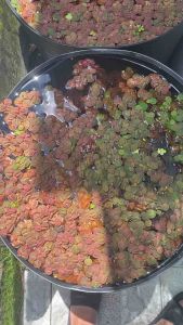 Bèo Rễ đỏ trang trí hồ thuỷ sinh cá cảnh hấp thụ dinh dưỡng dư thừa trong hồ