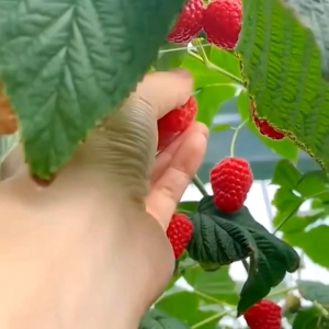 (KEMASAN PREMIUM) BIJI | BENIH TANAMAN RASBERRY (isi -+200 Butir)