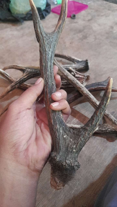 tanduk rus4