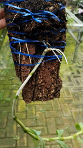 Dendrobium nobile papan bibit bunga anggrek dendro siap berbunga bulat cantik