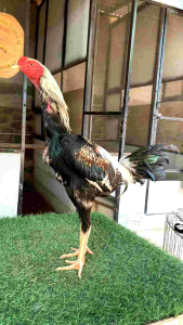 shampo khusus ayam rawatan BN CLEAR supaya bulu kinclong bersih sehat dan berkilau kutu gurem hilang