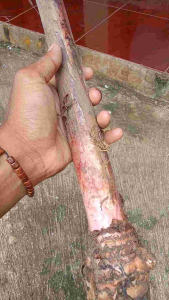 Benih Pohon Pisang Tanduk Tanaman Kebun Berbuah Enak Dan Nikmat / 1 pohon