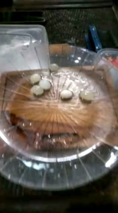 cincin pria akik fosil mani gajah natural+box dim batu 20x15 mmring titanium anti luntur dan karat