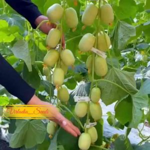 [Virladia Seeds] 15 Biji Benih tanaman Timun Giok Jade Girl