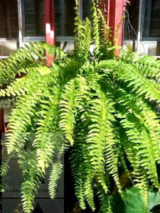 Variegated Boston Fern Nephrolepis exaltata Variegata