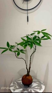 Money Tree Pachira Aquatica Kokedama | Feng Shui Prosperity Plant | Indoor Lucky Plant Moss Ball | Letsplant 手作苔玉