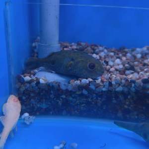 Target Puffer 红眼狗头