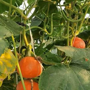 เมล็ดพันธุ์ ฟักทองญี่ปุ่นผิวส้ม Orange Japanese Pumpkin 2-30 เมล็ด ปลูกง่าย โตเร็ว ผลผลิตสูง (ซื้อ 10 แถม 1 คละได้)
