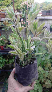 The zigzag plant (Euphorbia tithymaloides) also known as devils backbone or redbird cactus is an upright succulent shrub featuring thick zig-zagging stems glossy oval leaves. Live plant with roots in polybag