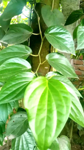 Daun Sirih Segar
