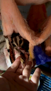 เปลี่ยนแปลงจิ้งหรีดอบแห้ง | โปรตีนเสริม ชูการ์ไกลเดอร์, กระรอก เม่นแคระ หนู ปลามังกร และ Exotic Pet อื่น ๆ