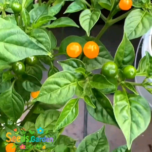 6 Butir Biji/Benih Cabe Cabaca Orange Pepper