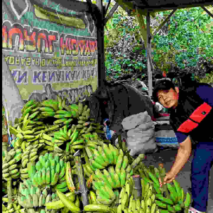 Pisang NANGKA Kualitas Terbaik No. 1 Fresh - Hasil Bumi Cianjur