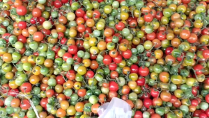 rampai Lampung segar kualitas terbaik 100 gram