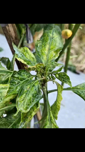 INSEKTISIDA OPTIMECT 18 EC ABAMEKTIN BASMI HAMA THRIPS DAN SUNDEP WERENG PADI