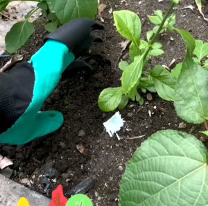 1 PASANG SARUNG TANGAN CAKAR BERKEBUN/GARDENING GLOVES WITH CLAWS