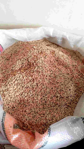 Gabah Bersih & Murni Kemasan 500 Gram-1 Kg