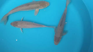 Genuine Japan Koi Soragoi 20-25cm from MARUSEI Farm 488 per koi including shipping