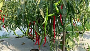 COD Benih Cabe Keriting Merah STARTOP 10Gram 2000 Biji Unggul Berkualitas Biji Steril Anti Virus Tahan Layu