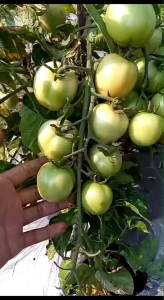 (COD) Benih Tomat FASTOP 5 Gram 1750 Biji Super Unggul Jenis Servo Buah Lebat Cocok Semua Dataran