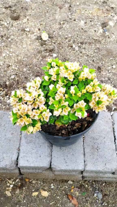 Tanaman Hias bunga Bougenvile Singapore ORI kuning-bibit tanaman bunga hiasan taman