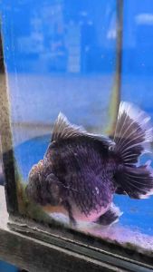 SHORT TAIL ORANDA GOLDFISH 14/15cm SPECIAL SELECTION RM488 per fish