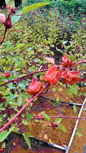 Bunga Rosella Merah Segar Fresh 1 kg