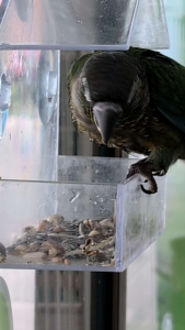 เครื่องให้อาหารนกอะครีลิค