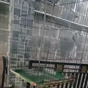 kandang peleci perenjak colibri love brid kemari parkit dll. gantung kotak bisa d lipat..uk 23x40.