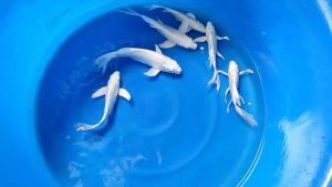 JAPAN WHITE LONG FIN HIGH GRADE ( BUTTERFLY ) 18-22cm from YAMASAN FARM  498 per koi