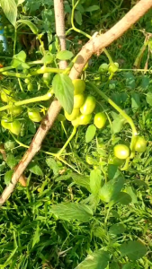 ผงดำ S&i สาหร่ายทะเลนาโน